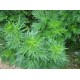 Essential artemisia oil, antihistaminic for itching and sweet itch